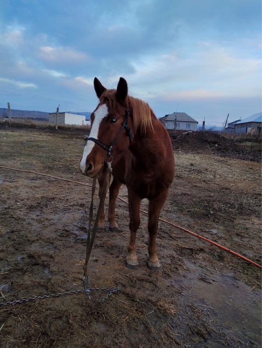 Продается лошадь (кобыла)