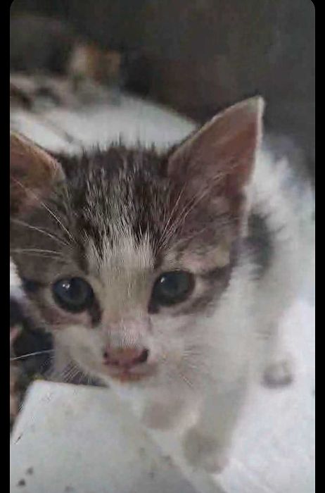 Котета търсят дом