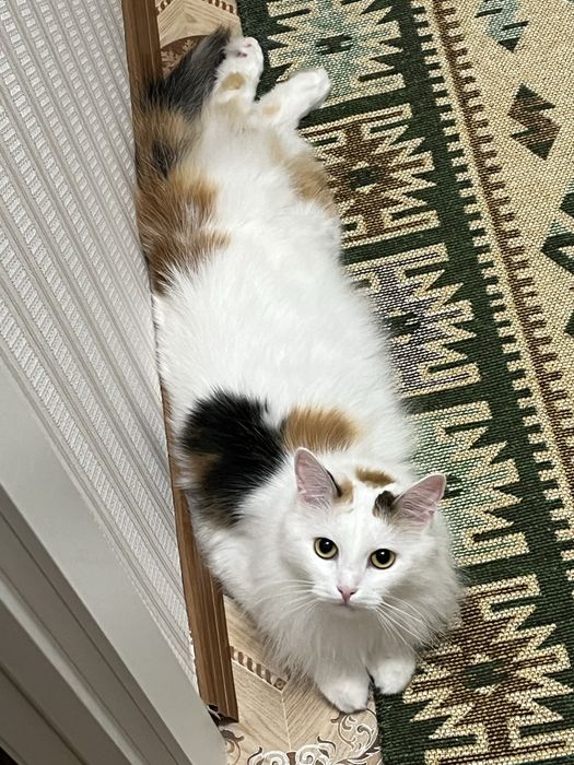 Кошка стерилизованная