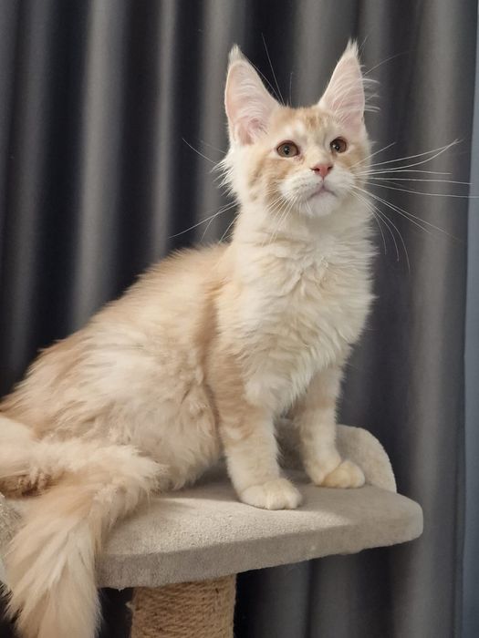 Чистокровные  супер Мейн Куны! Срочно !