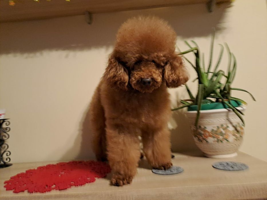 Caniche pitic/Pudel pitic