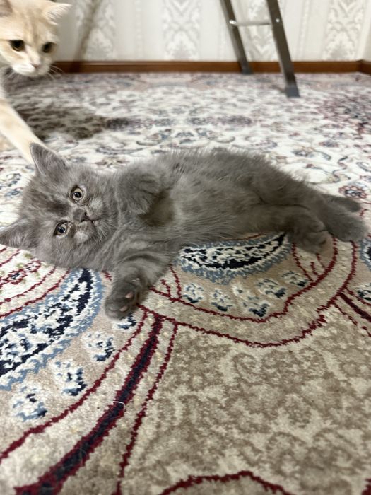 Scottish Straight (Шотландский страйт)