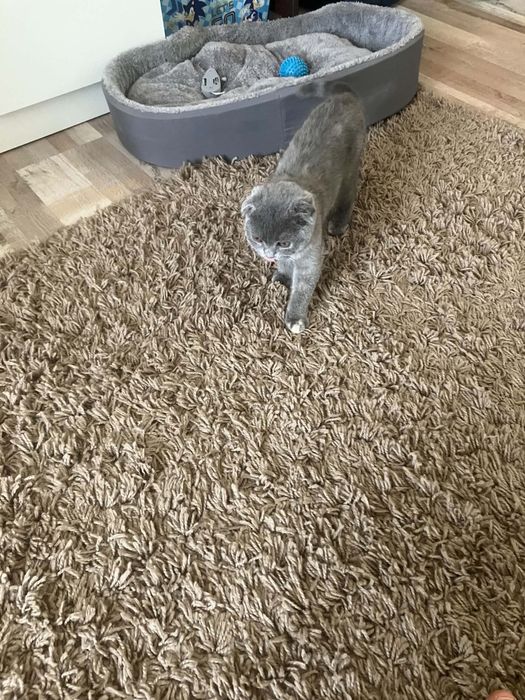 Предлагам прекрасни Scottish Fold (Шотландска клепоуха) котенца