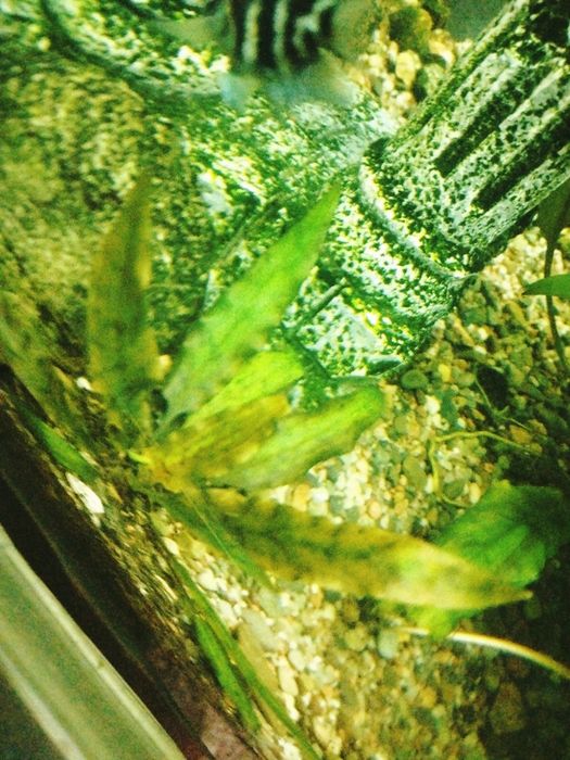 Продам растения аквариумные крептокарина