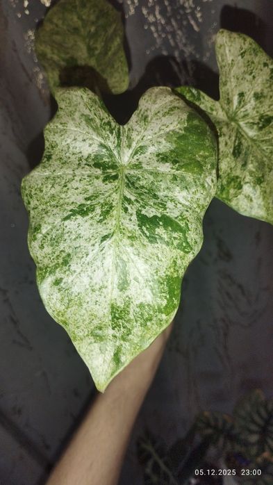 Продается Шикарная Алоказия Одора Батик