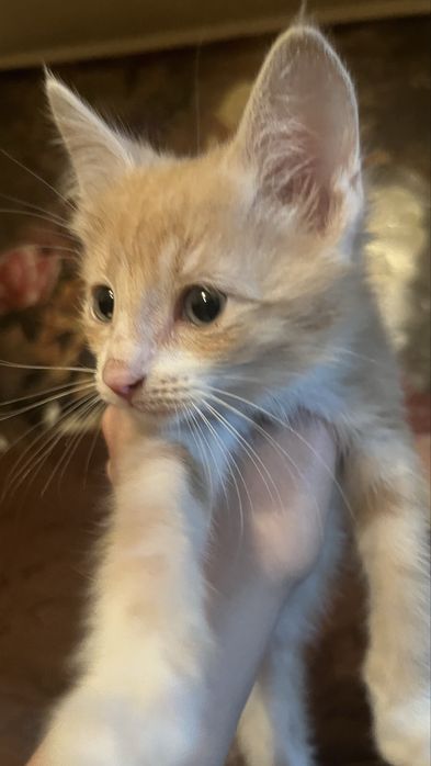 котята Тайского кота