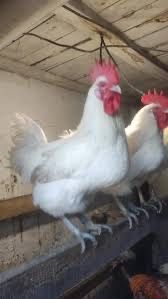 Продам молодых домашних петухов