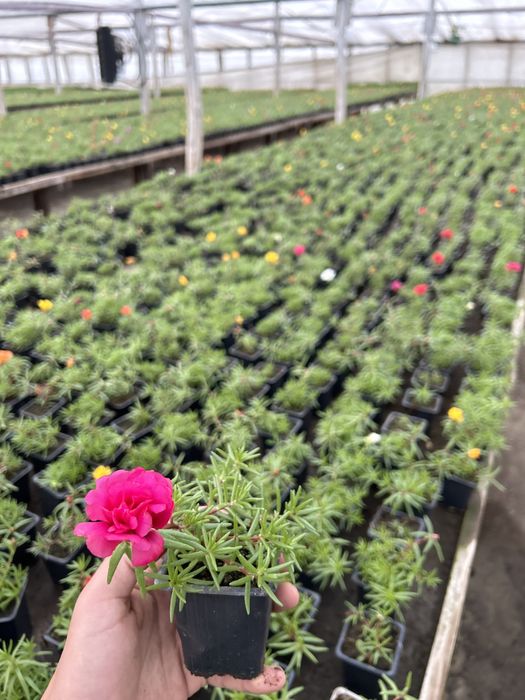 Flori de gradina: begonie, creiță, gura leului, verbena etc