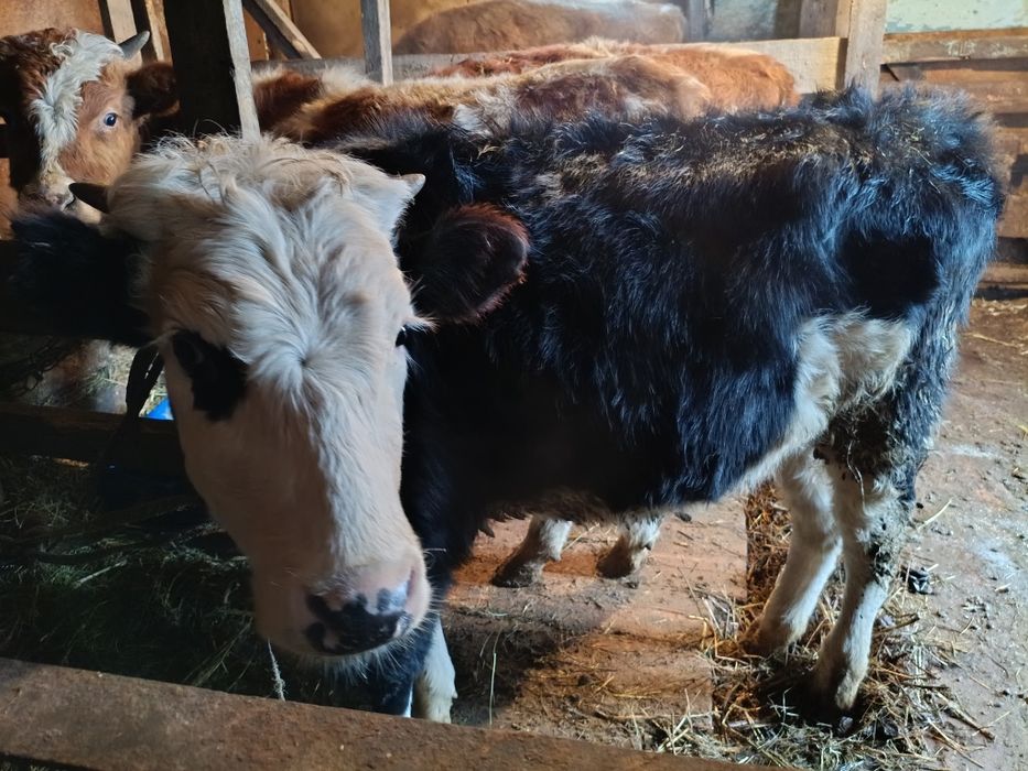 Продам или обменяю на барана