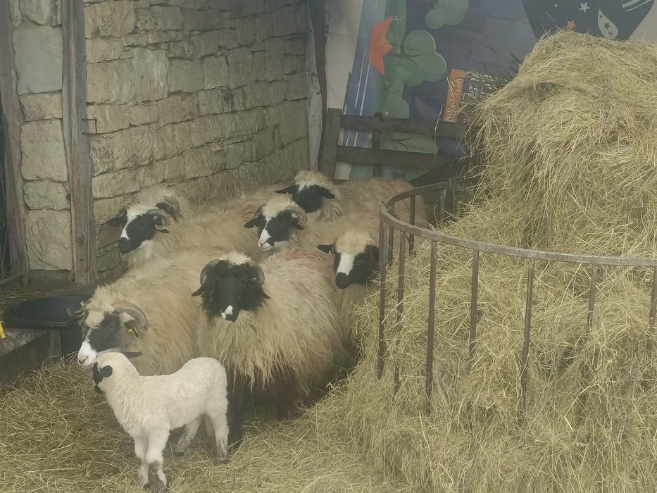 Vând şase cârlani