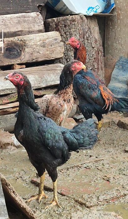 Бойтсовые даканы Семейка Продаётся