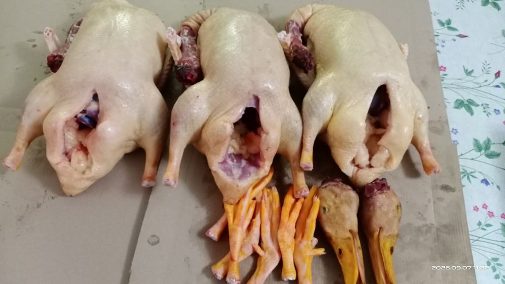 Мясо домашних уток. Тушки в свежем виде.