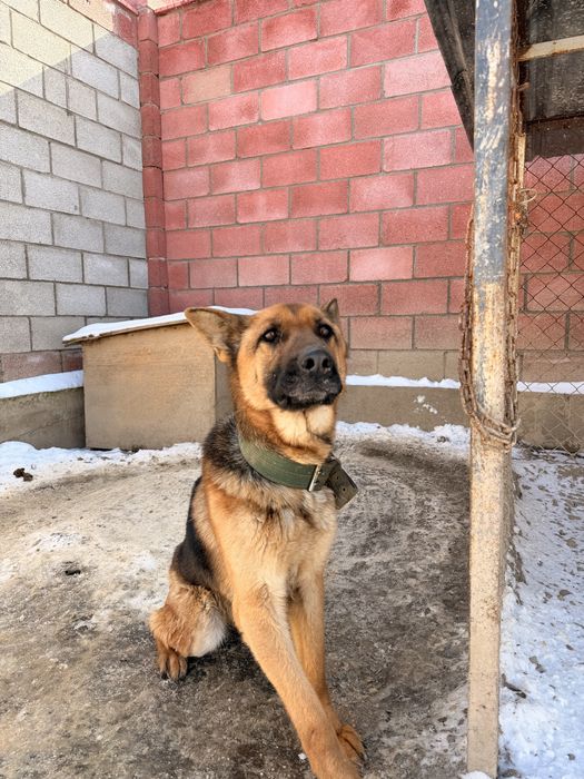 Немецкая овчарка