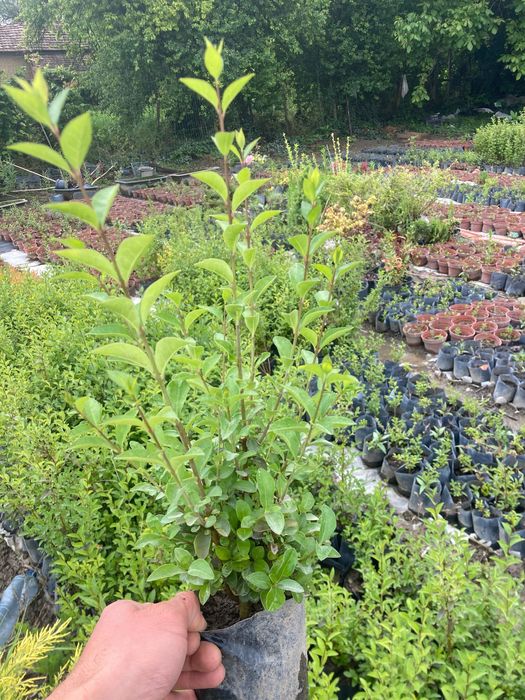 Лигуструм овалифолиум