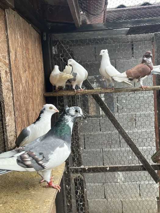 Porumbei de zbor la înălțime