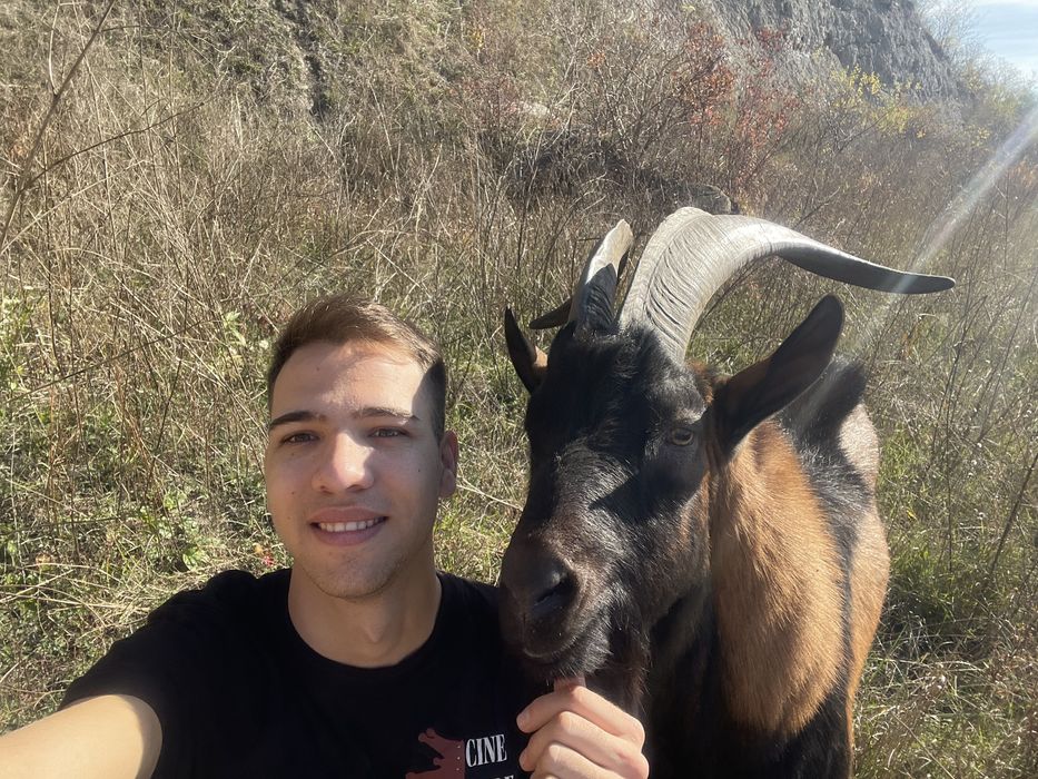 Tap alpin francez 1,5 ani