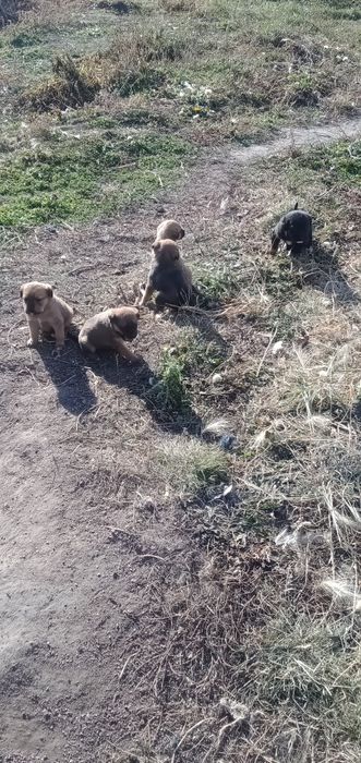 Отдам щенков, ищут дом