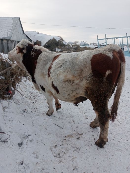 Бык производитель.