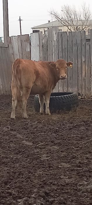Продам телочек, паслись в степи