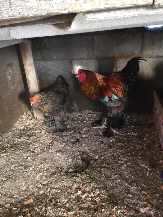 Инкубацыонные яйца Брама