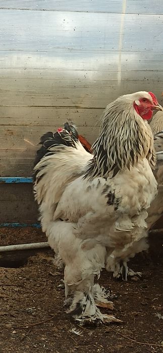 Продам петуха породы брама