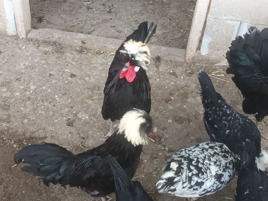 Vând cocoși motata olandeza