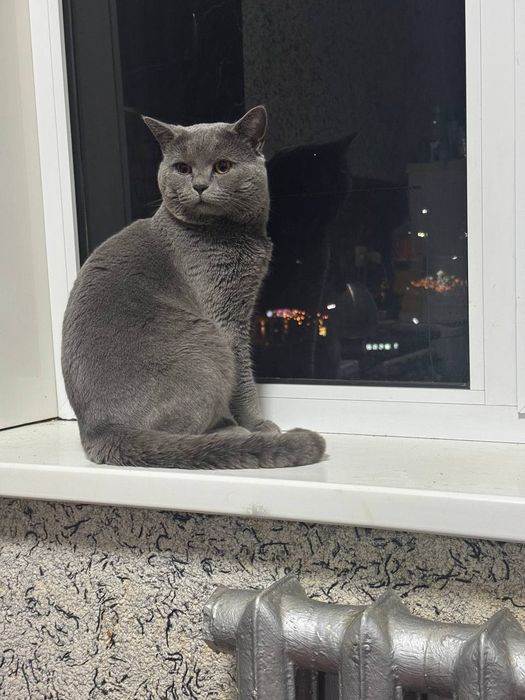 Вязка Британский кот