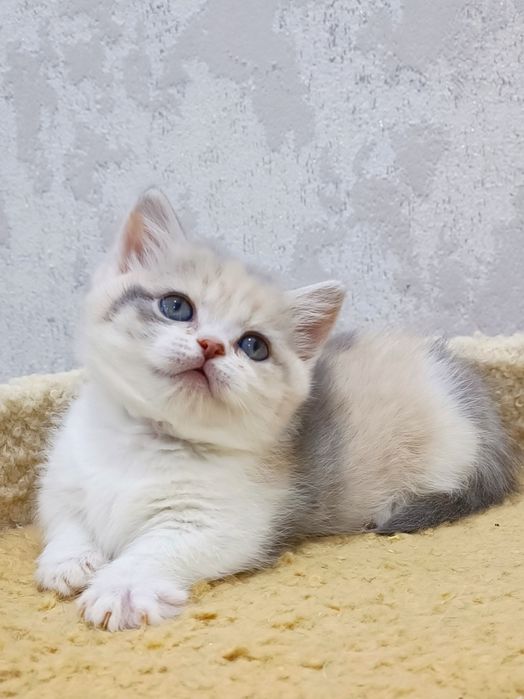 Манчкин девочка красотка