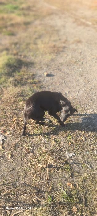 Подарим щенков - звоночков