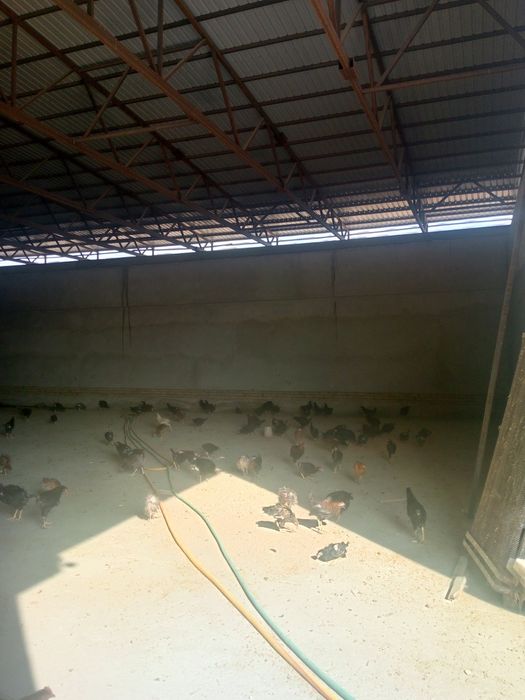 Саломалайкум 4 ойлик Жужалар сотилади бахоси 50 Минг  прифка килинган