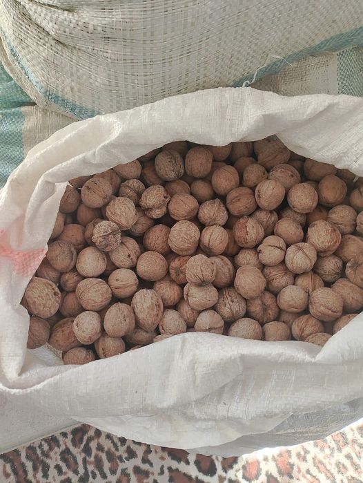 Продаем грецкие орехи