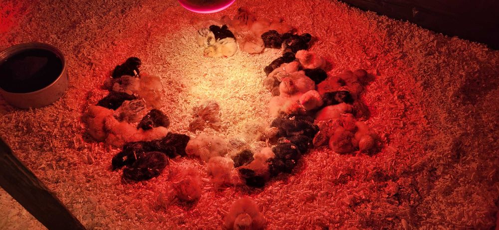 Vand pui de o zi rasa mixta