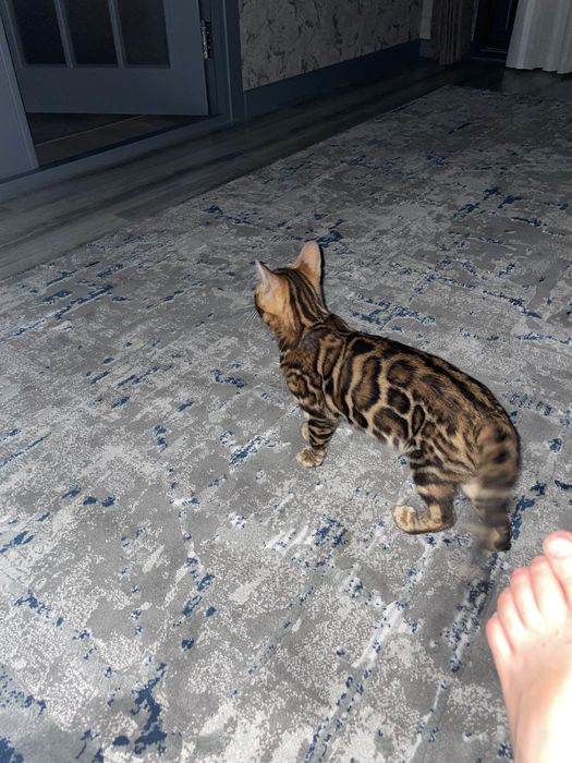 Бенгальская кошка чистокровная