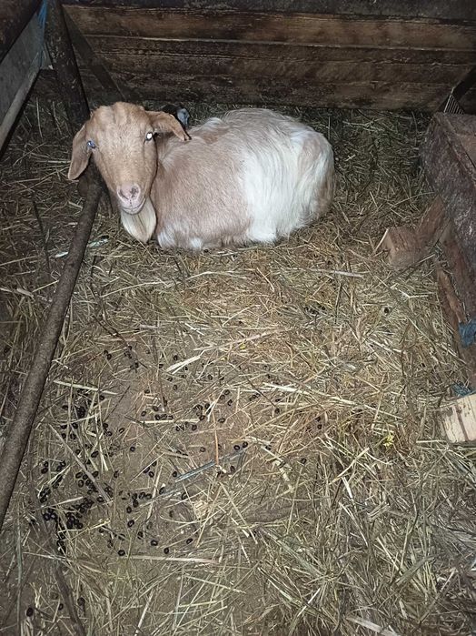 Vând  4 capre fătate cu iezi