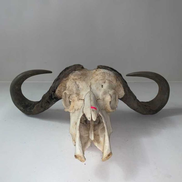 Trofeu cap de bivol african