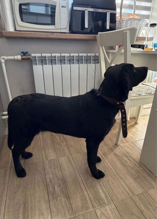 Продам щенка лабоадор ретривера