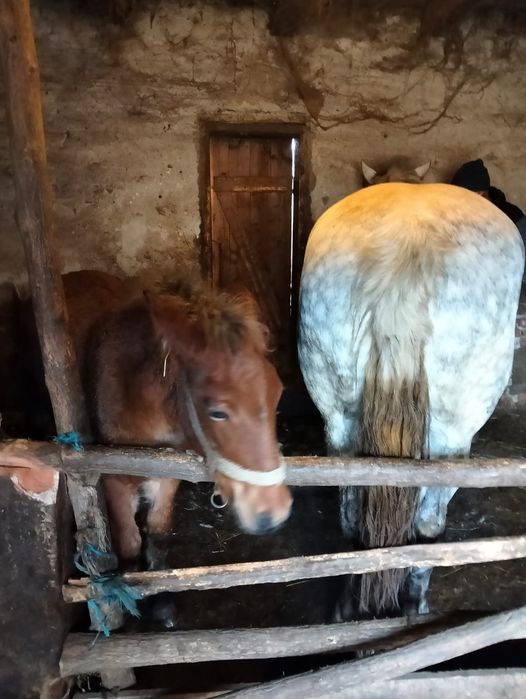 Vand iapa sura de 5 pe 6 ani cu manza de 3 luni