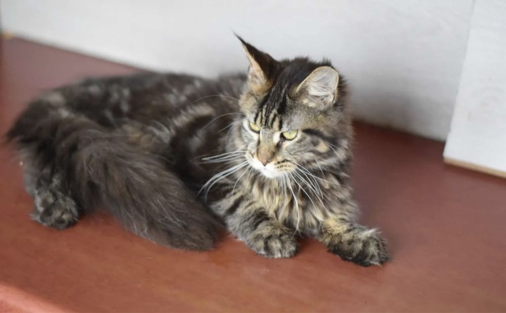 Мейн кун девочка