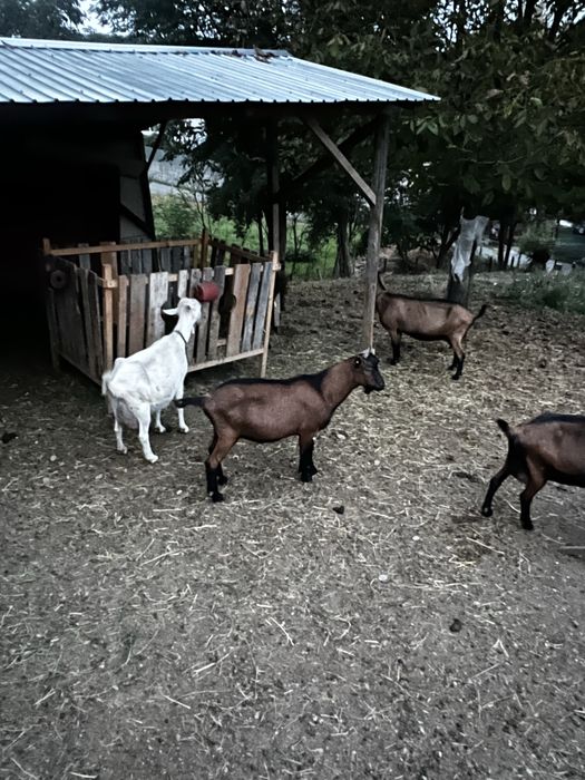 Țap alpin francez 2025