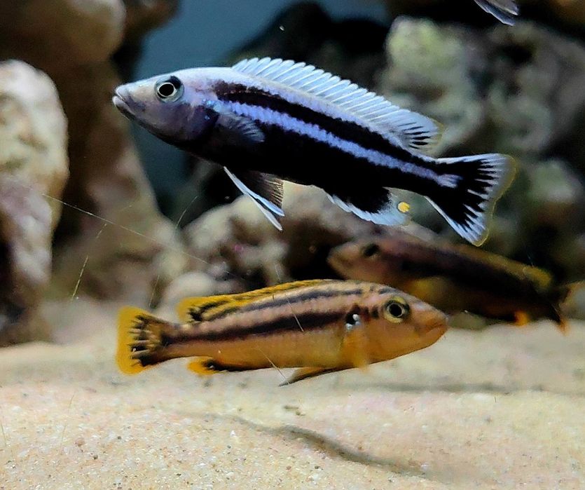 Рибки Африкански цихлиди