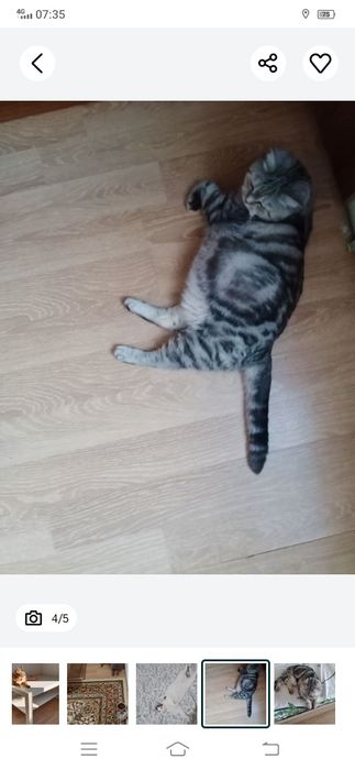 Передержка домашних животных