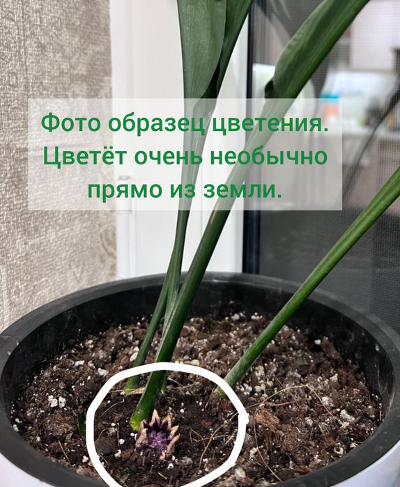 Аспидистра. Одно из самых устойчивых растений. Цветы для дом/офис
 рас