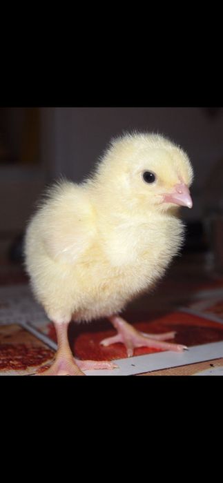 Цыплята. Бройлер