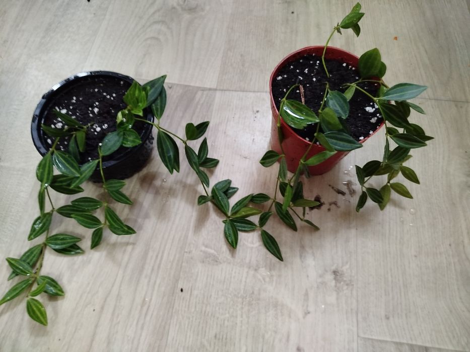 Цветы комнатные домашние