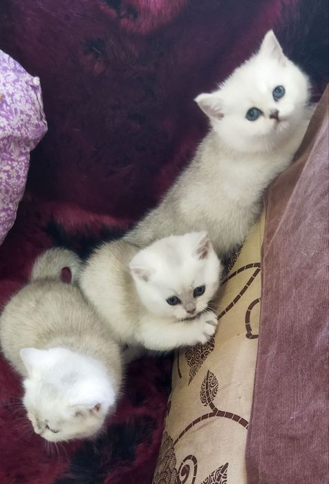 Шотландские котята