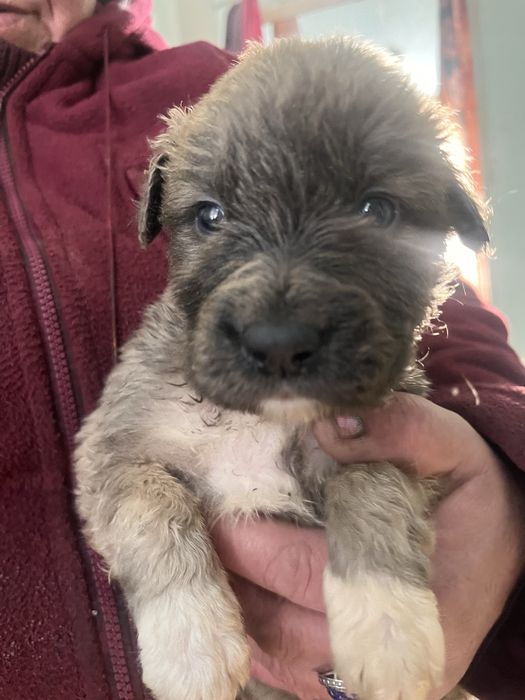 Щенки мальчики отдам