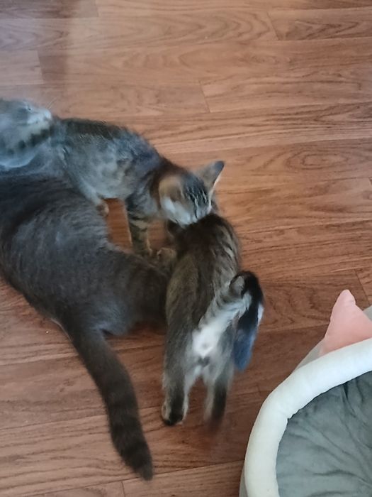 Отдам в добрые руки котята 2 мес.