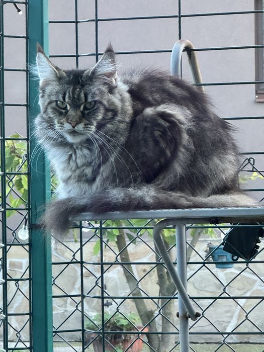 Мейн Куун- котка