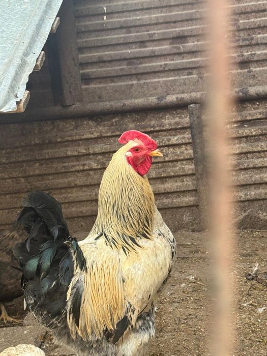 Петухи породы Брама