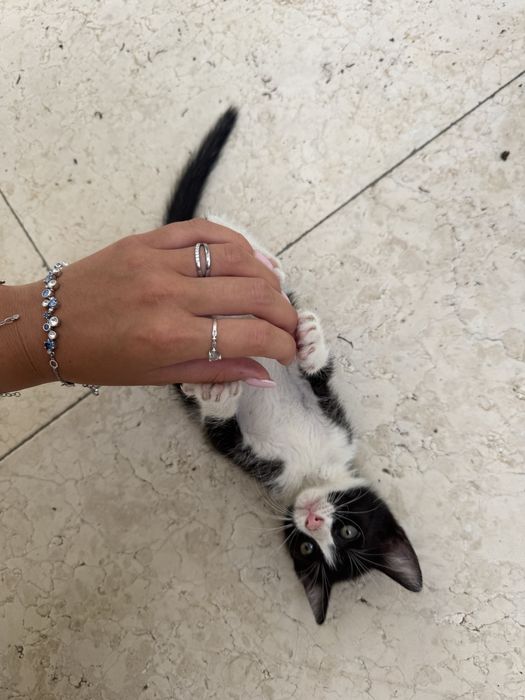 Pisicuta spre adoptie URGENT!!